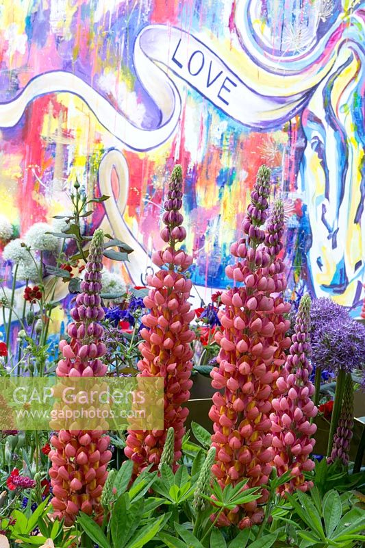 Lupinus 'Towering Inferno' with urban graffiti garden wall- The Supershoes, Laced with Hope Garden, a partnership with Frosts. Sponsor: Frosts Garden Centres, RHS Chelsea Flower Show, 2018.