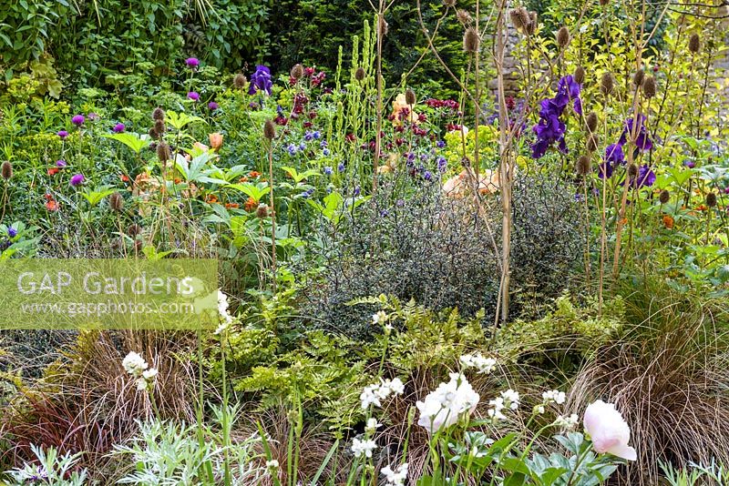 Acanthus mollis, Aquilegia vulgaris var. stellata 'Black Barlow', Artemisia, Athyrium niponicum and Carex grasses - The Embroidered Minds Epilepsy Garden - Sponsor: Embroidered Minds, Epilepsy Society and Young Epilepsy - Chelsea Flower Show 2018 