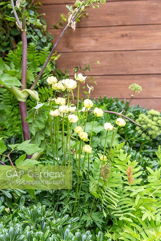 Trollius with Angelica archangelica, Pittosporum tobira 'Nana' - RHS Feel Good Garden - Built by Rosebank Landscaping - Sponsor: the RHS - RHS Chelsea Flower Show 2018