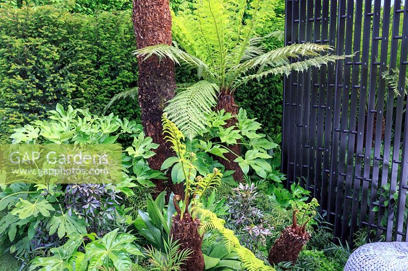 VTB Capital Garden - Spirit of Cornwall - Tree Ferns - Dicksonia antarctica' underplanted by Fatsia japonica, Dicksonia squarrosa and Aspidistra elatior - RHS Chelsea Flower Show 2018