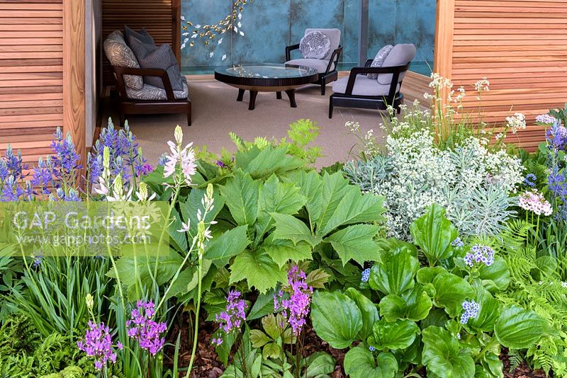 Armchairs and table in timber pavilion and Myosotidium hortensia - Chatham Island Forget-Me-Not with ferns, Dodecatheon meadia, Euphorbia characias subsp. wulfenii 'White Swan' and Camassia leichtlinii 'Maybelle' - The Morgan Stanley Garden for the NSPCC - Sponsor: Morgan Stanley - RHS Chelsea Flower Show 2018
