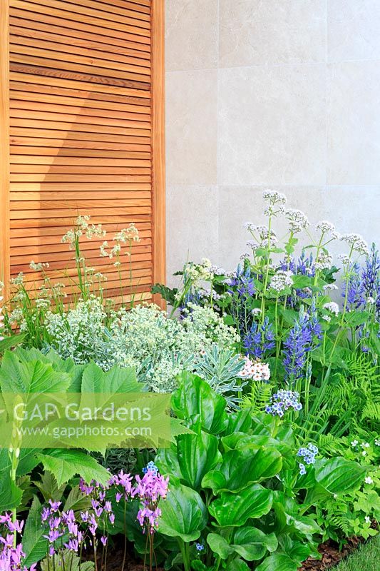 The Morgan Stanley Garden for the NSPCC - Planting next to the Pavilion with cedar screens and Rodgersia podophylla, Euphorbia 'Silver Swan', Dodecatheon meadia, and Chatham Island Forget Me Not Myosotidium hortensia - Sponsor: Morgan Stanley - RHS Chelsea Flower Show 2018
