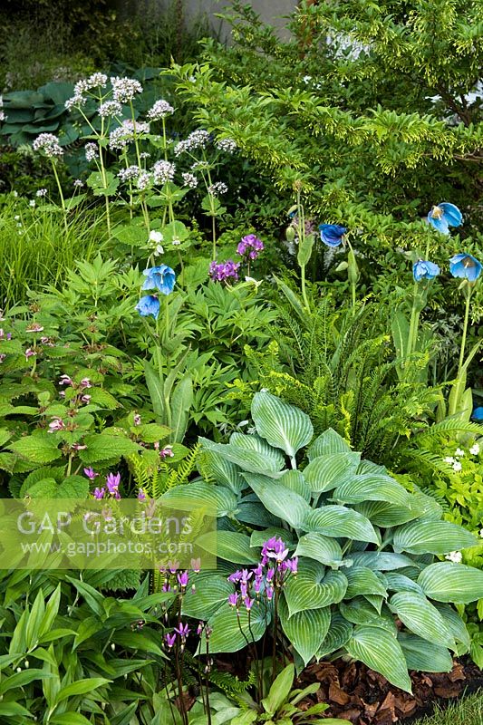 The Morgan Stanley Garden for the NSPCC - Valeriana pyrenaica, Meconopsis, Hosta 'Krossa Regal' - Sponsor: Morgan Stanley - RHS Chelsea Flower Show 2018