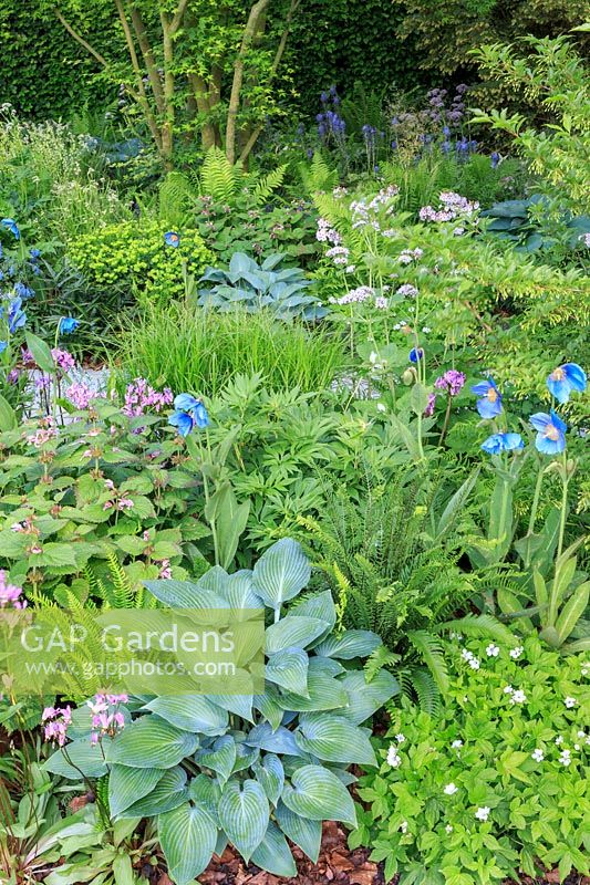 Best Show Gadern - The Morgan Stanley Garden for the NSPCC - Hosta 'Halcyon', Meconopsis, Lamium orvala and Dodecatheon meadia - Sponsor: Morgan Stanley - RHS Chelsea Flower Show 2018