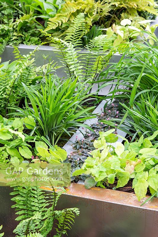 Metal raised beds with mixed planting including Epimedium, Hostas and ferns at  Wuhan Water Garden,  RHS Chelsea Flower Show, 2018