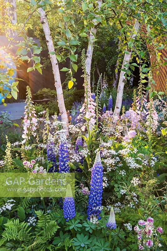 Lupinus 'Persian Slipper', Digitalis purpurea 'Sutton's Apricot' and Betula nigra. The David Harber and Savills garden, Sponsor: David Harber and Savills. RHS Chelsea Flower Show, 2018.