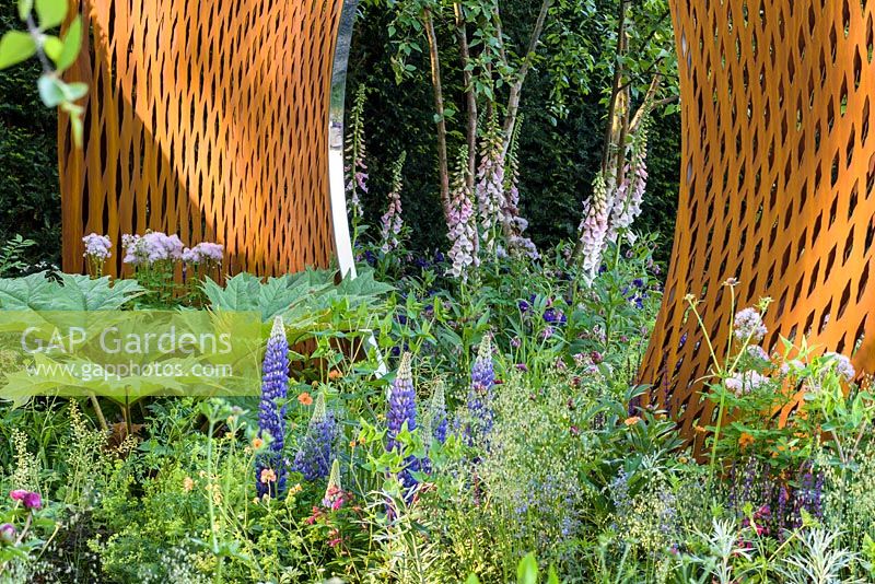 Lupinus, Digitalis and Alchemilla with metal screens, The David Harber and Savills Garden, RHS Chelsea Flower Show, 2018 