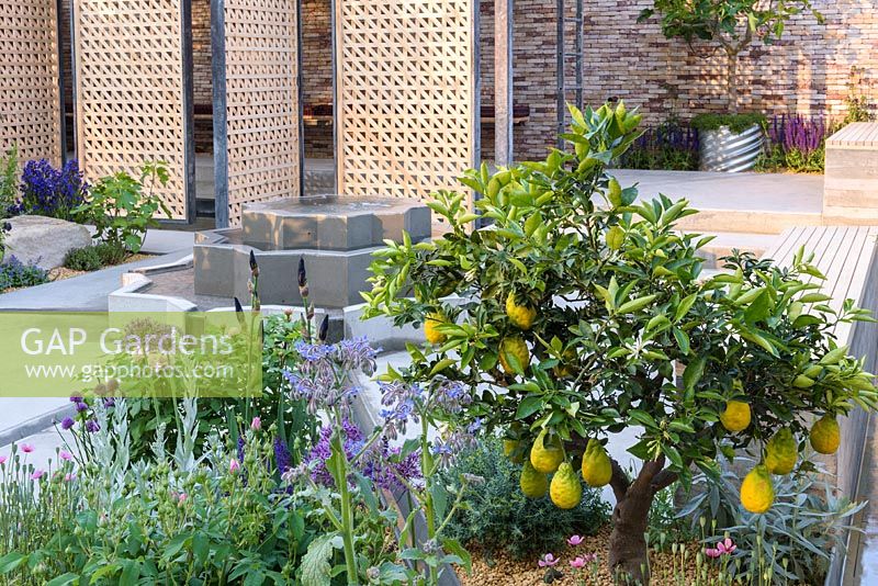 Fruiting Lemon tree - Citrus x limon 'Improved Meyer' - in show garden. The Lemon Tree Trust Garden, Sponsor: Lemon Tree Trust, RHS Chelsea Flower Show, 2018.
