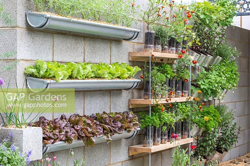 Planters with lettuce, and shelves in recycled plastic bottle and tins, The Lemon Tree Trust garden, RHS Chelsea Flower Show, 2018. Sponsor: Lemon Tree Trust