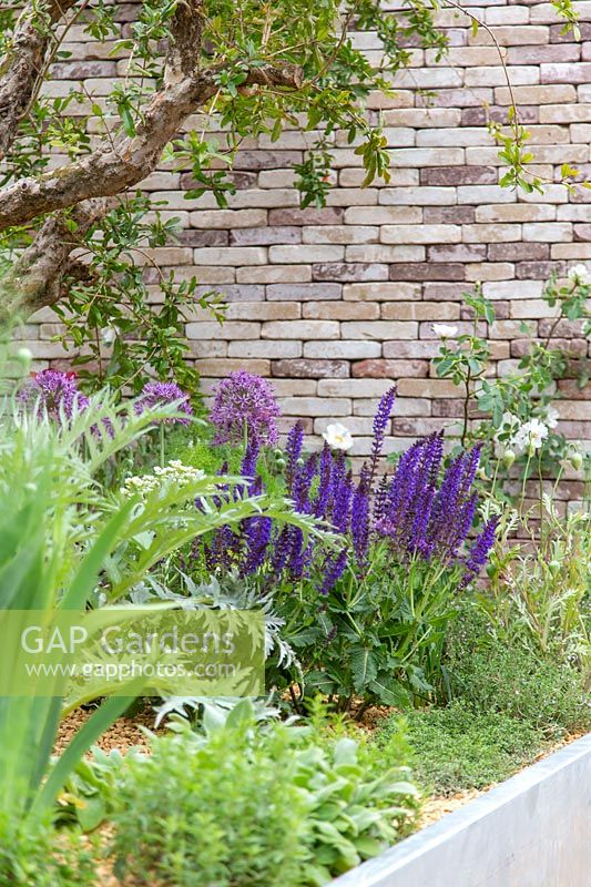 Lemon tree against brick wall underplanted with Cynara scolymus, Salvia,  Alliums and herbs - The Lemon Tree Trust Garden, Sponsor: Lemon Tree Trust, RHS Chelsea Flower Show, 2018.

