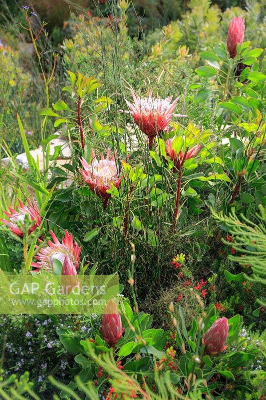 Trailfinders: A South African Wine Estate - Protea exima in a planting resembling the South African fuynbos landscape - Sponsor: Trailfinders Ltd - Chelsea Flower Show 2018