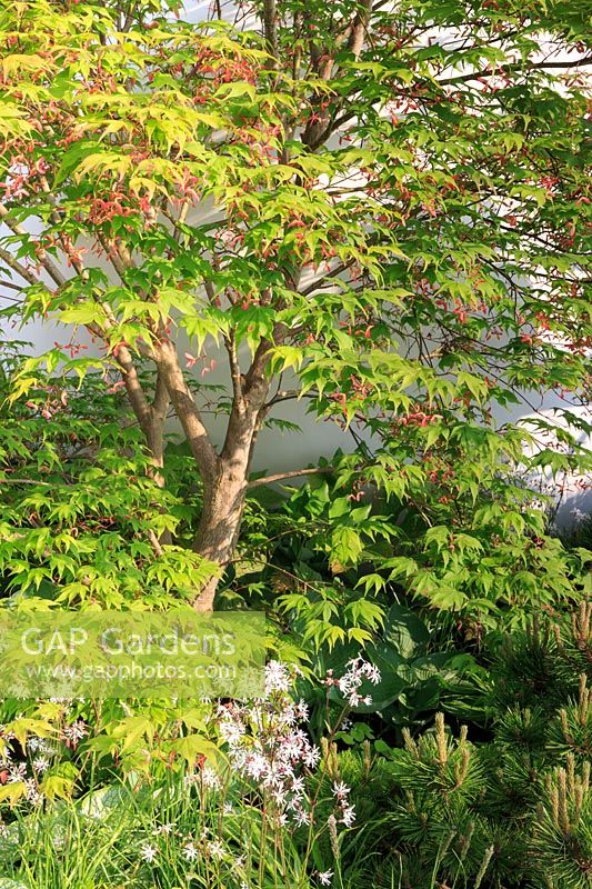 Acer palmatum 'Osakazuki' in The CHERUB HIV Garden: A Life Without Walls, Sponsor: CHERUB - RHS Chelsea Flower Show, 2018.
