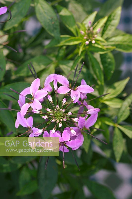 Cleome 'Senorita Rosalita'