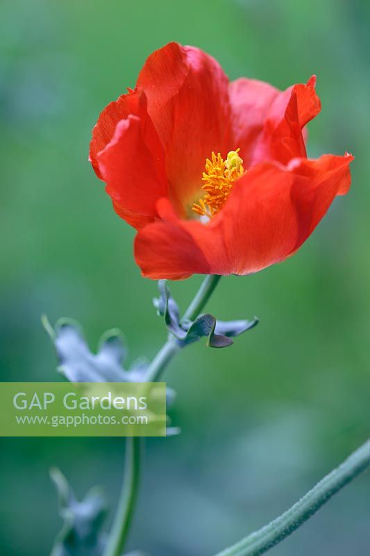 Glaucium flavum var. aurantiacum, Red Horned Poppy
