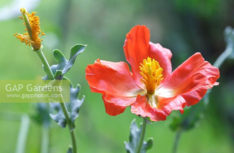 Glaucium flavum var. aurantiacum - orange horned poppy