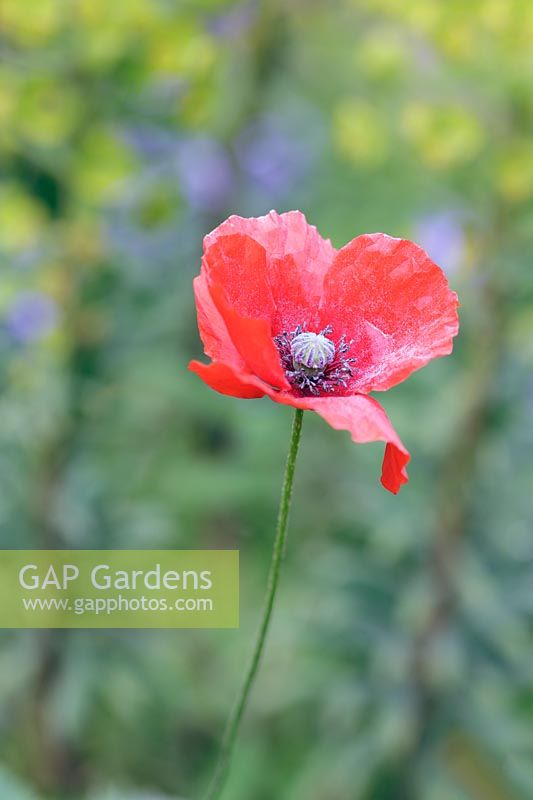 Papaver rhoeas - field poppy coated with pollen grains