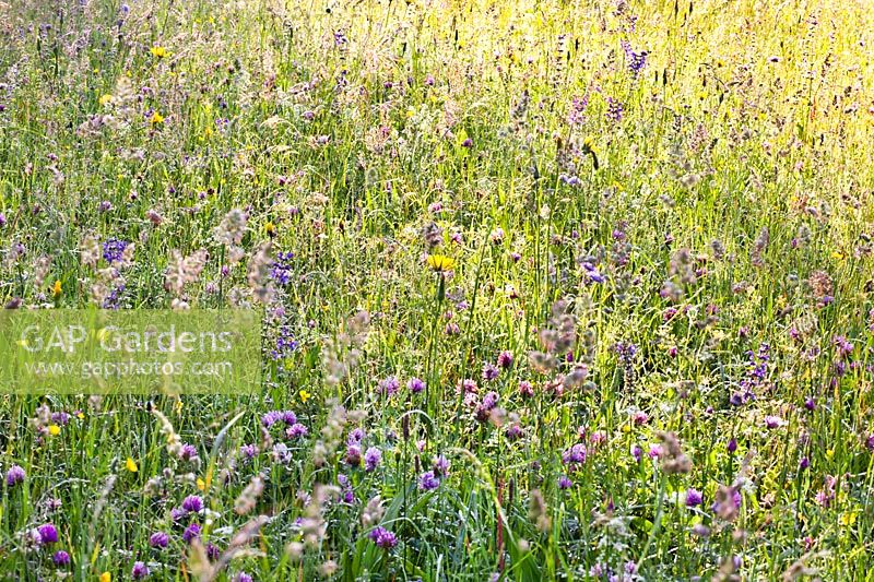 Wild flower meadow of Trifolium repens, Salvia pratensis - Meadow Clary, Knautia arvensis - Field Scabious, Ranunculus acris - Buttercups, Rhinanthus glacialis - Yellow Rattle, Tragopogon pratensis - Goat's beard, dactylis glomerata and grasses