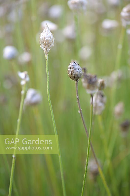 Catananche caerulea - Blue Cupidone