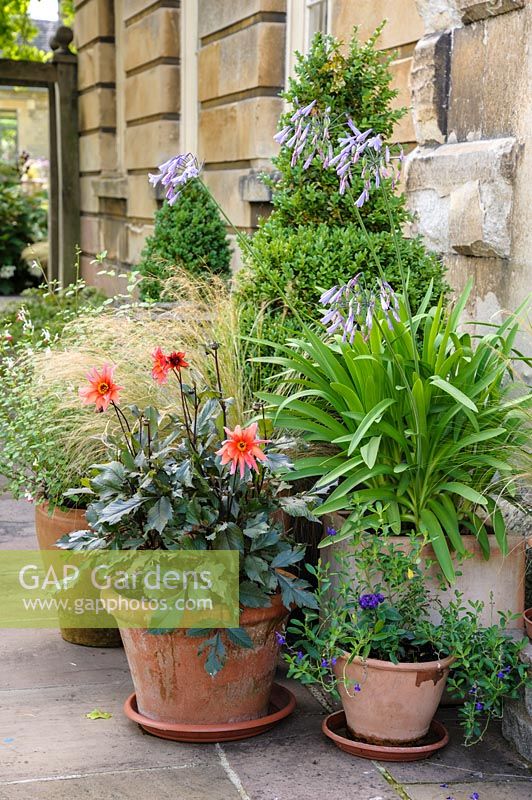 Groups of terracotta pots sit each side of the back door,  planted with Dahlia 'Waltzing Mathilda', Agapanthus, salvias, grasses and clipped Buxus. 