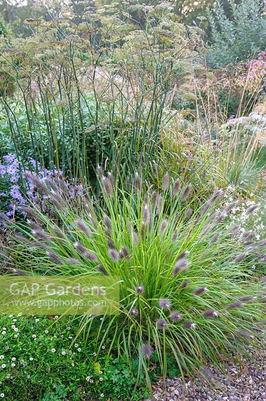 Gravel garden with mixed planting of grasses, herbaceous perennials and shrubs - Shropshire, UK