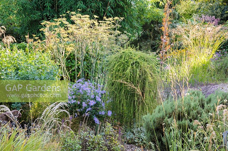 Gravel garden of mixed foliage planting and grasses - Shropshire, UK