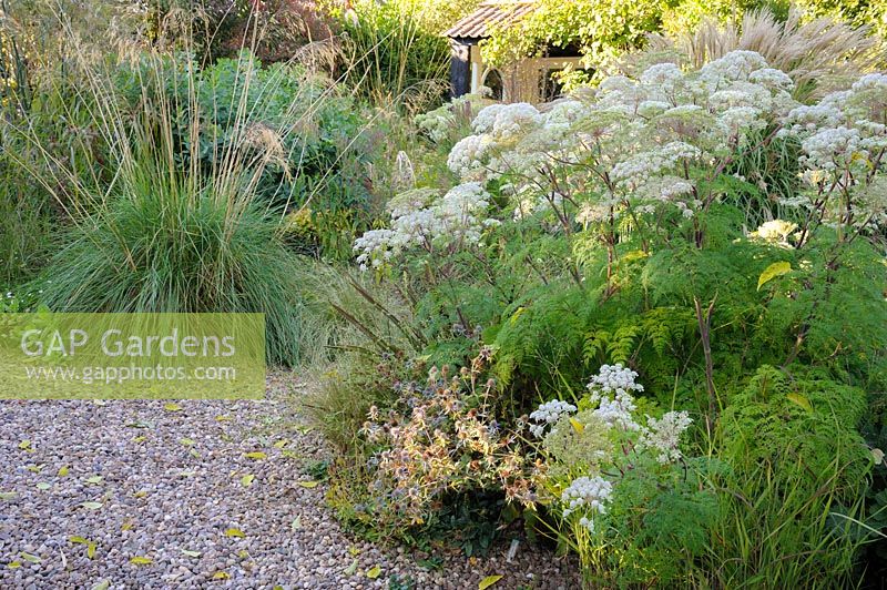 Gravel garden along the drive features Selinum wallichianum and Stipa gigantea - Shropshire, UK