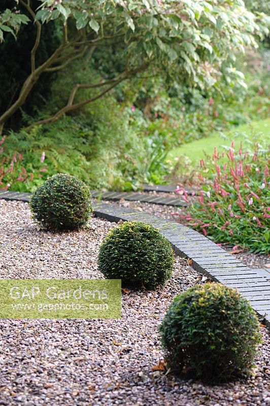Clipped Yew spheres on a gravel terrace - Shropshire, UK