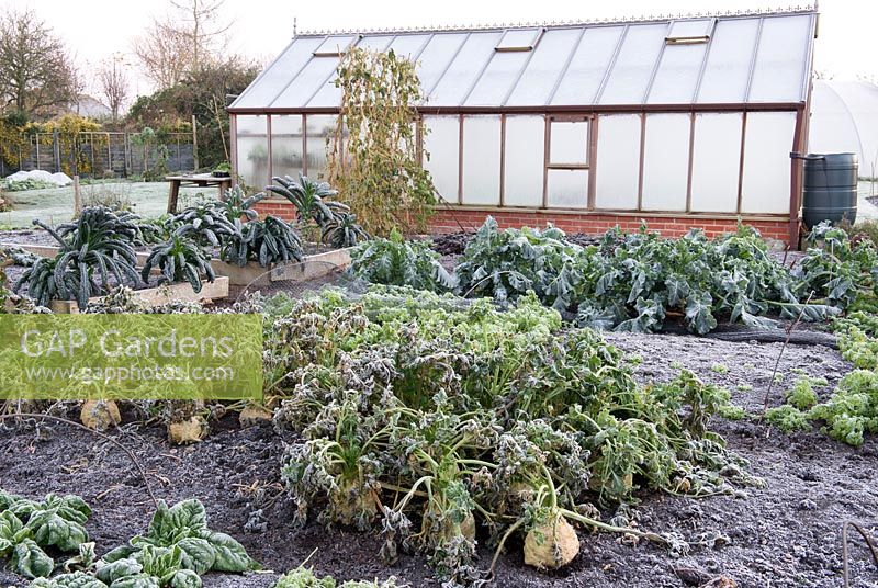 Greenhouse with vegetable beds 