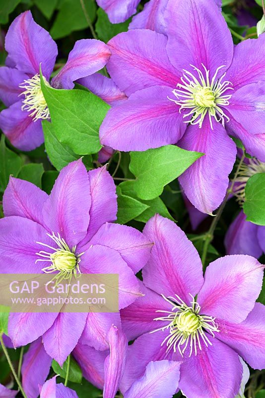 Clematis 'Dazzle' - New for 2018 - Thorncroft - RHS Chelsea Flower Show 2018
