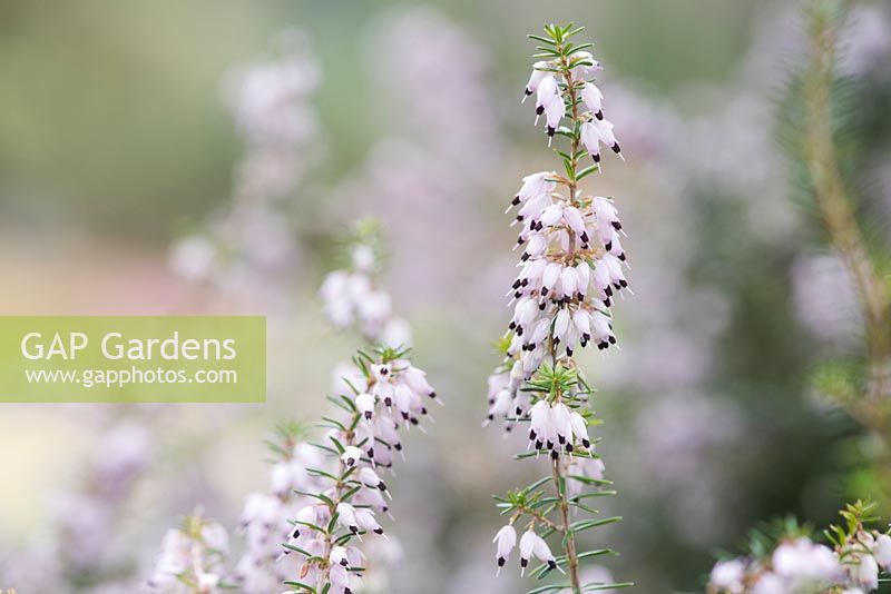 Erica cinerea 'Harry Fulcher' - Heather 