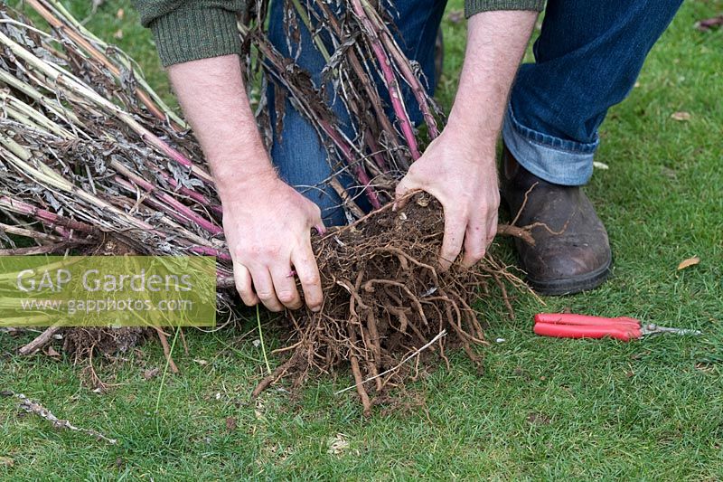 Echinops - Gardener removing a globe thistle plant from a flower border to cut back, divide and replant