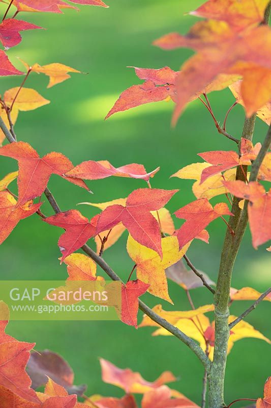 Liquidambar acalycina 'Spinners' - Sweet gum tree leaves 