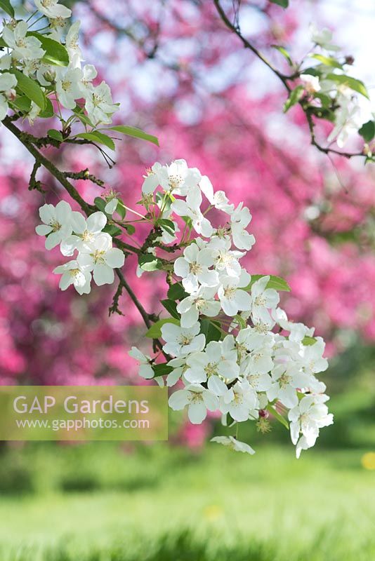 Malus 'Lady northcliffe' - Crab apple blossom 