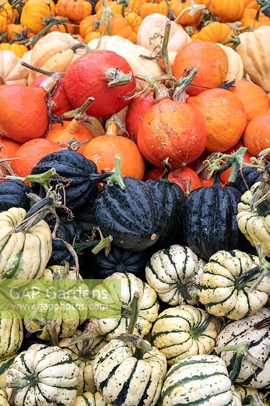 Cucurbita pepo - Pumpkin and squash varieties 