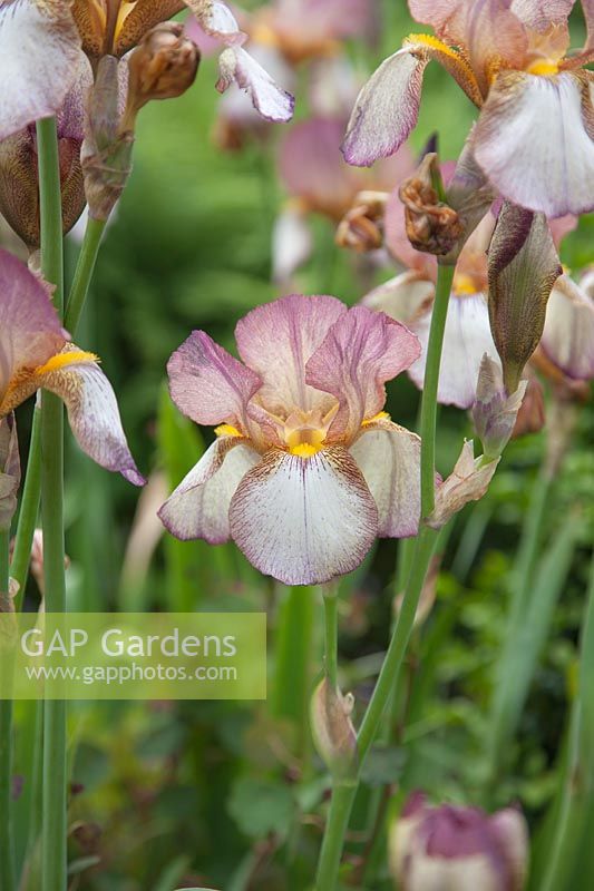 Pink bearded Iris 'Benton Lorna' at Dyffryn Fernant