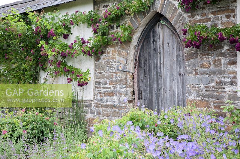 Rambling Rosa 'Bleu Magenta' growing both sides of arched, wooden door, Rose Garden Llanllyr, UK