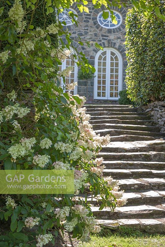 Hydrangea paniculata beside stone steps to Banqueting House Orangery