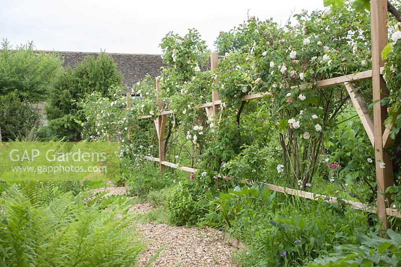 Rose Walk which is bounded on one side by trellis-screening