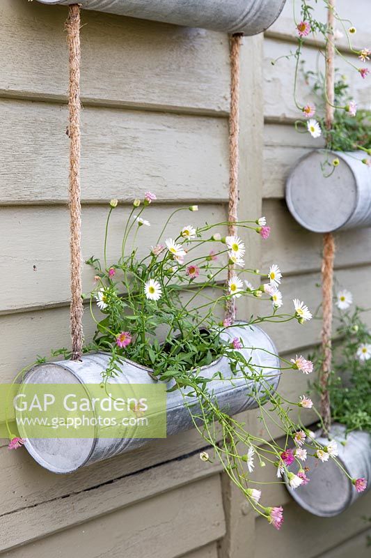 Close up of metal hanging containers, planted with flowering Erigeron 'Profusion'.