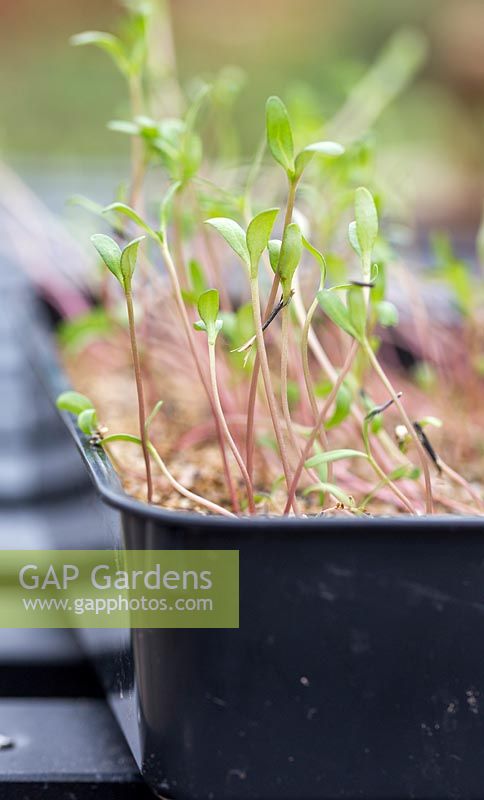 Close up detail of seedlings of Tagetes patula -  French Marigold 'Naughty Marietta'. 