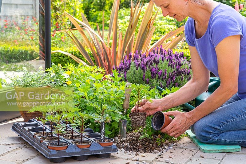 Woman planting Tagetes patula 'Naughty Marietta'-  French Marigold - at the front of flowerbed.