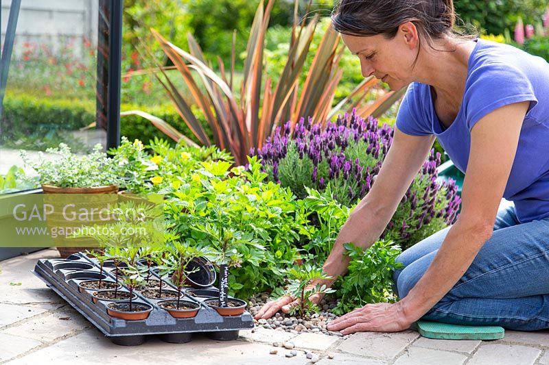 Woman adding gravel around recently planted  Tagetes patula 'Naughty Marietta'-  French Marigold - seedling.