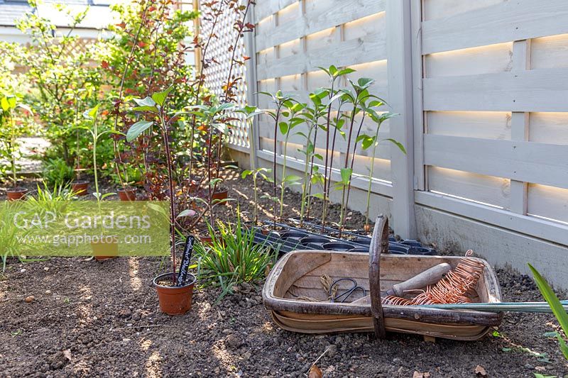 Young plants of Helianthus 'Black Magic' - Sunflower 'Black Magic' - waiting to be planted, with tools and equipment for job.