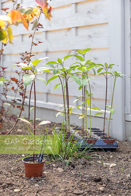 Young plants of Helianthus 'Black Magic' - Sunflower 'Black Magic' waiting to be planted.