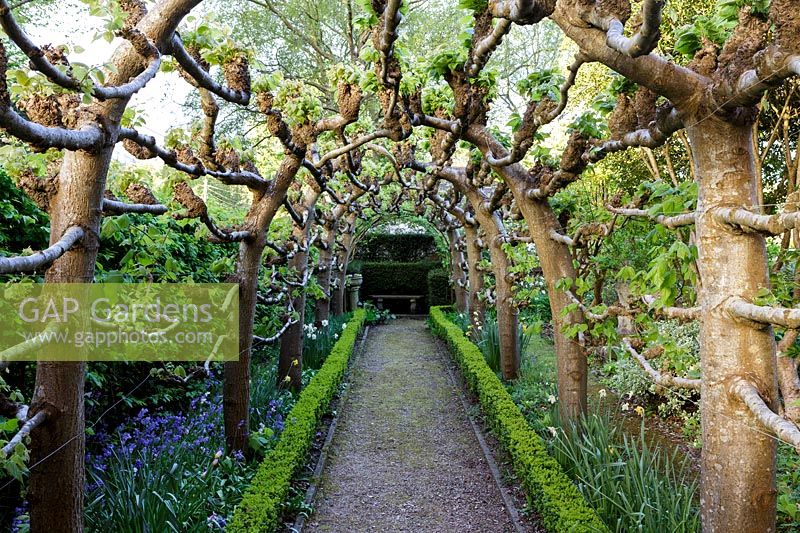 View down pollarded lime tree arch at Watcombe, Somerset, UK.

