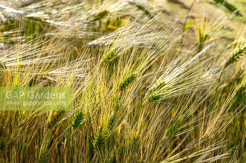Hordeum vulgare - Barley