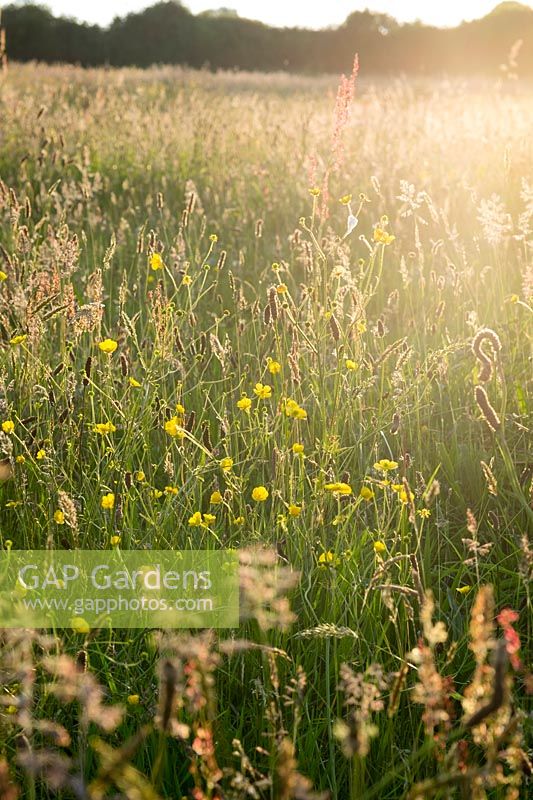 Wildflower meadow at Andrew's Wood, South Devon, UK. 