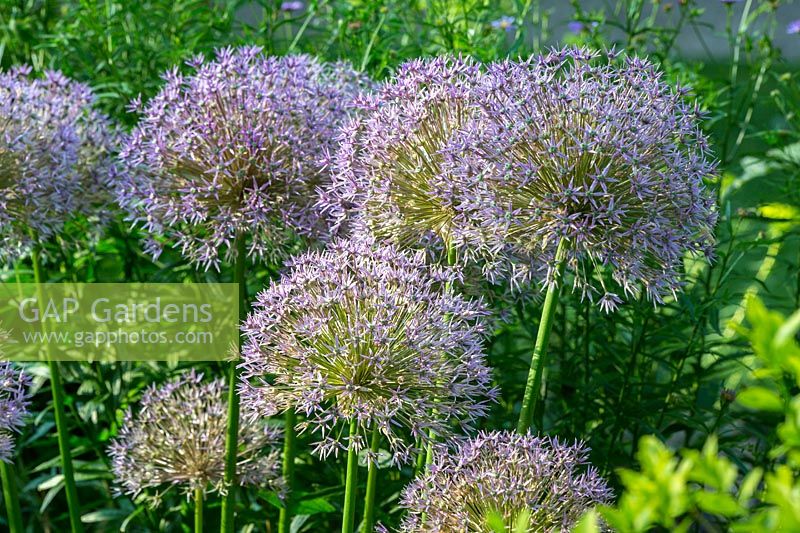 Allium 'Ambassador'