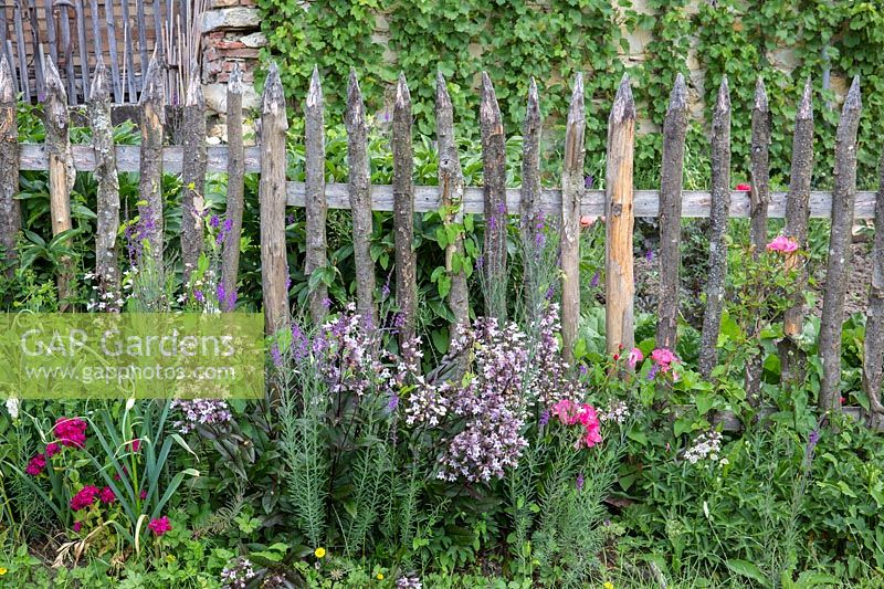 Mixed border along the charachter fence featuring Dianthus barbatus, Linaria purpurea, Penstemon digitalis 'Husker's Red'