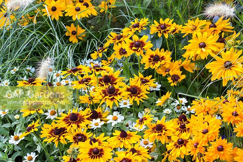 Successful planting combination:
Pennisetum villosum, Rudbeckia hirta 'Denver Daisy',  
Rudbeckia hirta 'Goldilocks',
Rudbeckina hirta 'Tiger Eye',
Zinnia elegans Zahara 'White'